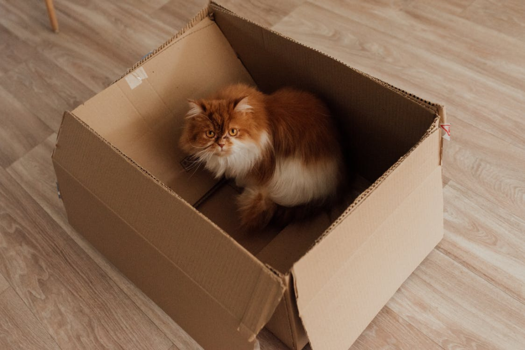 a cat in a box prepared for moving