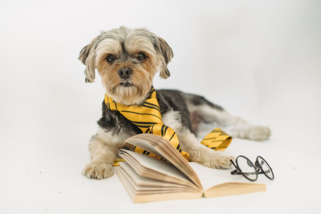 a dog with a book