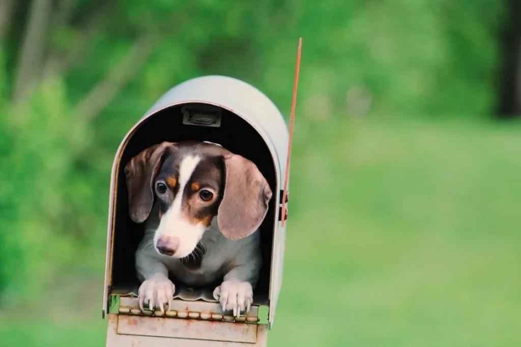 cute dog and mailbox