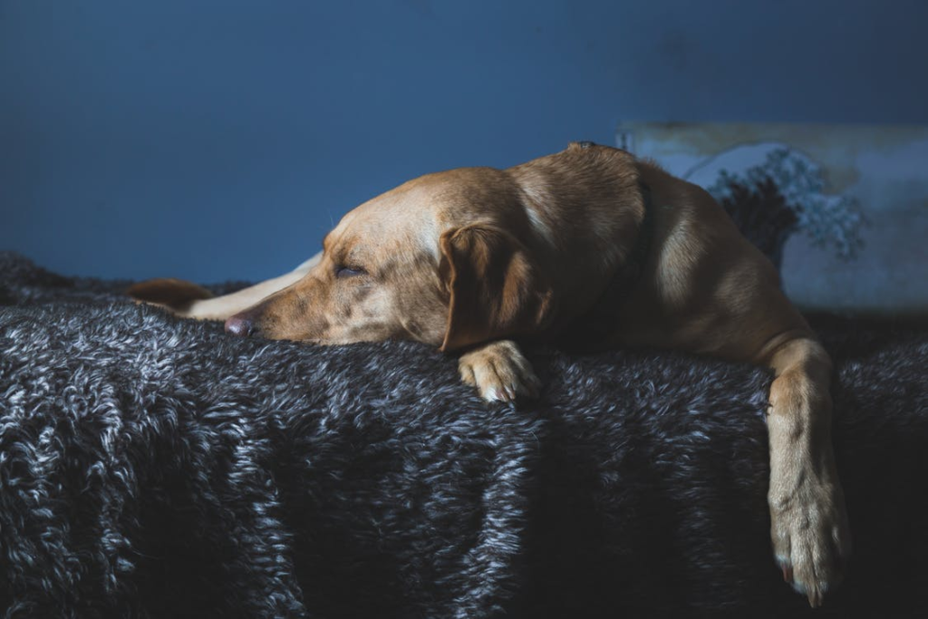 dog on a bed