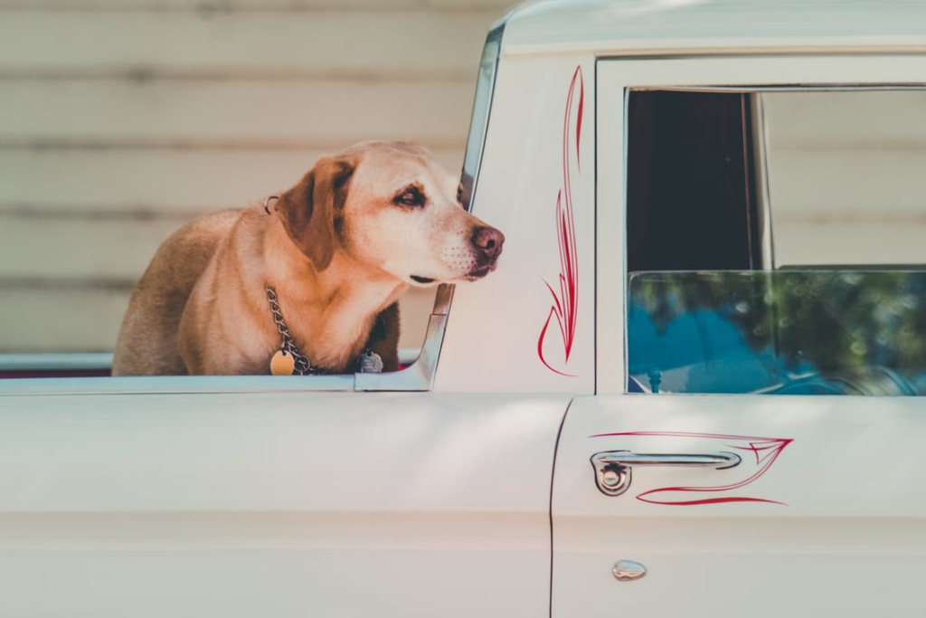 move with pets